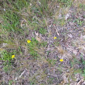 Goodenia pinnatifida at Hackett, ACT - 23 Oct 2022 04:35 PM