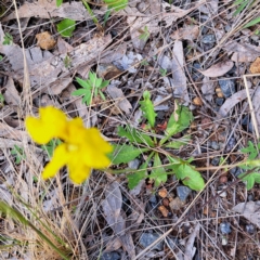 Goodenia pinnatifida at Hackett, ACT - 23 Oct 2022 04:35 PM