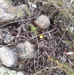 Hibbertia obtusifolia (Grey Guinea-flower) at Coree, ACT - 23 Oct 2022 by VanceLawrence