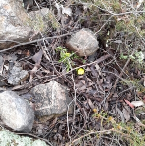 Hibbertia obtusifolia at Coree, ACT - 23 Oct 2022