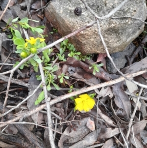 Hibbertia obtusifolia at Coree, ACT - 23 Oct 2022 12:42 PM