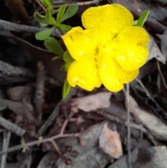 Hibbertia obtusifolia at Coree, ACT - 23 Oct 2022