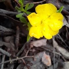 Hibbertia obtusifolia at Coree, ACT - 23 Oct 2022 12:42 PM