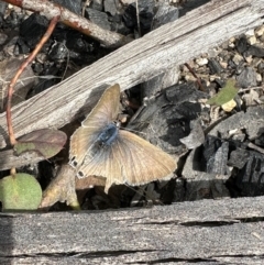 Lampides boeticus (Long-tailed Pea-blue) at Tennent, ACT - 19 Oct 2022 by Pirom