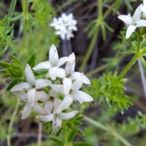 Asperula conferta at Hackett, ACT - 23 Oct 2022