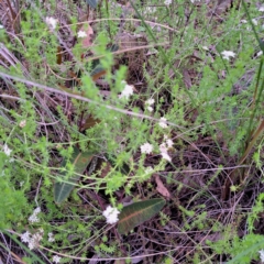 Asperula conferta at Hackett, ACT - 23 Oct 2022