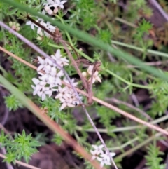 Asperula conferta at Hackett, ACT - 23 Oct 2022 06:17 PM