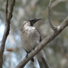 Philemon corniculatus (Noisy Friarbird) at Jerrabomberra, NSW - 23 Oct 2022 by Steve_Bok