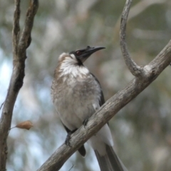 Philemon corniculatus (Noisy Friarbird) at Jerrabomberra, NSW - 23 Oct 2022 by SteveBorkowskis