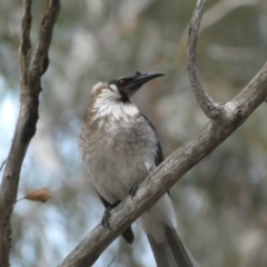 Philemon corniculatus (Noisy Friarbird) at Mount Jerrabomberra - 23 Oct 2022 by SteveBorkowskis