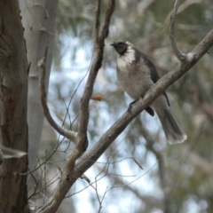 Philemon corniculatus at Jerrabomberra, NSW - 23 Oct 2022