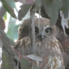 Ninox boobook (Southern Boobook) at Mount Jerrabomberra - 23 Oct 2022 by SteveBorkowskis