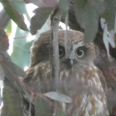 Ninox boobook (Southern Boobook) at Mount Jerrabomberra - 23 Oct 2022 by Steve_Bok