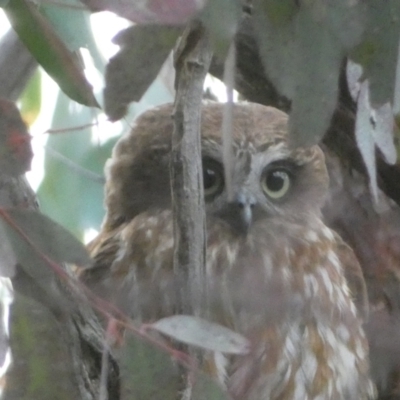 Ninox boobook (Southern Boobook) at Mount Jerrabomberra - 23 Oct 2022 by SteveBorkowskis