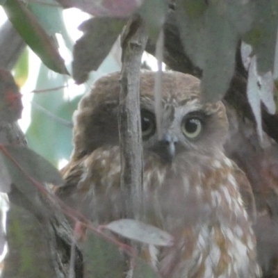 Ninox boobook (Southern Boobook) at Jerrabomberra, NSW - 23 Oct 2022 by Steve_Bok