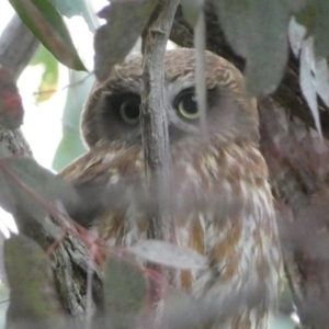 Ninox boobook at Jerrabomberra, NSW - 23 Oct 2022