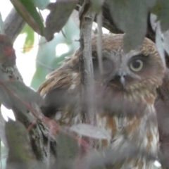 Ninox boobook at Jerrabomberra, NSW - 23 Oct 2022 06:33 PM