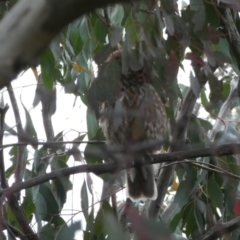 Ninox boobook at Jerrabomberra, NSW - 23 Oct 2022