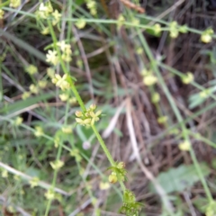 Galium gaudichaudii subsp. gaudichaudii (Rough Bedstraw) at Hackett, ACT - 23 Oct 2022 by abread111