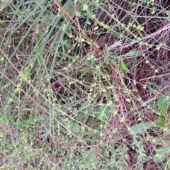 Galium gaudichaudii subsp. gaudichaudii at Hackett, ACT - 23 Oct 2022