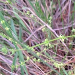 Galium gaudichaudii subsp. gaudichaudii at Hackett, ACT - 23 Oct 2022