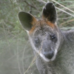 Wallabia bicolor (Swamp Wallaby) at Mount Jerrabomberra - 23 Oct 2022 by Steve_Bok