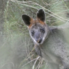 Wallabia bicolor at Jerrabomberra, NSW - 23 Oct 2022