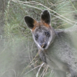 Wallabia bicolor at Jerrabomberra, NSW - 23 Oct 2022