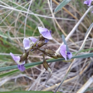 Glycine clandestina at Hackett, ACT - 23 Oct 2022