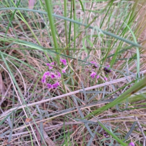 Glycine clandestina at Hackett, ACT - 23 Oct 2022