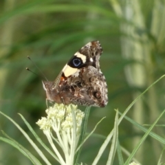 Vanessa itea (Yellow Admiral) at Mount Jerrabomberra - 23 Oct 2022 by SteveBorkowskis