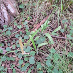 Plantago varia at Hackett, ACT - 23 Oct 2022 05:42 PM