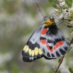 Delias harpalyce (Imperial Jezebel) at Jerrabomberra, NSW - 23 Oct 2022 by Steve_Bok