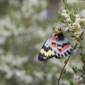 Delias harpalyce at Jerrabomberra, NSW - 23 Oct 2022