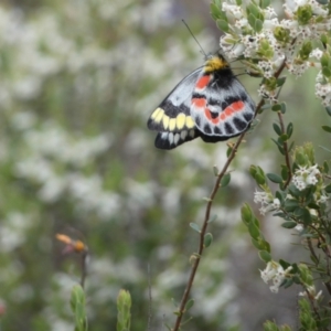 Delias harpalyce at Jerrabomberra, NSW - 23 Oct 2022