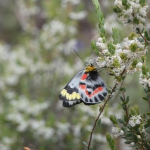 Delias harpalyce at Jerrabomberra, NSW - 23 Oct 2022