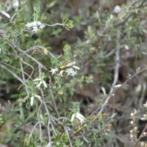 Odontomyia decipiens at Jerrabomberra, NSW - 23 Oct 2022