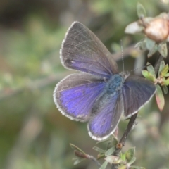 Erina hyacinthina (Varied Dusky-blue) at Jerrabomberra, NSW - 23 Oct 2022 by Steve_Bok