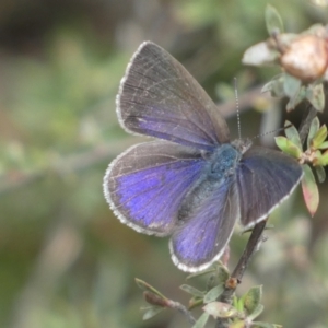 Erina hyacinthina at Jerrabomberra, NSW - 23 Oct 2022