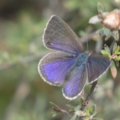 Erina hyacinthina (Varied Dusky-blue) at Jerrabomberra, NSW - 23 Oct 2022 by SteveBorkowskis