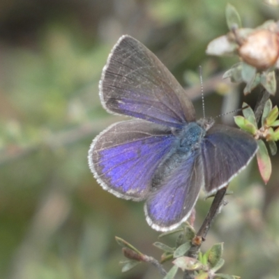 Erina hyacinthina (Varied Dusky-blue) at Jerrabomberra, NSW - 23 Oct 2022 by Steve_Bok