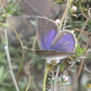 Erina hyacinthina at Jerrabomberra, NSW - 23 Oct 2022