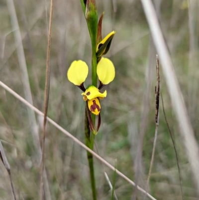 Diuris sulphurea (Tiger Orchid) - 1 Jan 1900 by MPennay