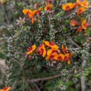 Dillwynia sericea at Lake George, NSW - 23 Oct 2022