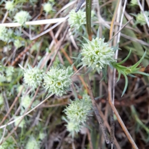 Scleranthus diander at Hackett, ACT - 23 Oct 2022