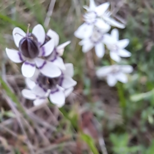 Wurmbea dioica subsp. dioica at Hackett, ACT - 23 Oct 2022 05:35 PM