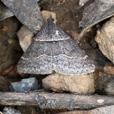 Dichromodes atrosignata (Black-signed Heath Moth ) at Mount Jerrabomberra QP - 23 Oct 2022 by SteveBorkowskis