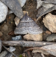 Dichromodes atrosignata at Mount Jerrabomberra - 23 Oct 2022