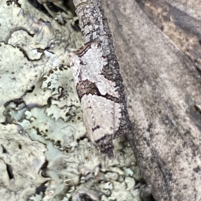 Merophyas therina (a Tortrix Moth) at Mount Jerrabomberra - 23 Oct 2022 by SteveBorkowskis