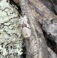 Merophyas therina at Jerrabomberra, NSW - 23 Oct 2022